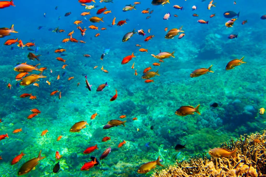 Vissen onder water bij Nusa Lembongan op Bali, Indonesië