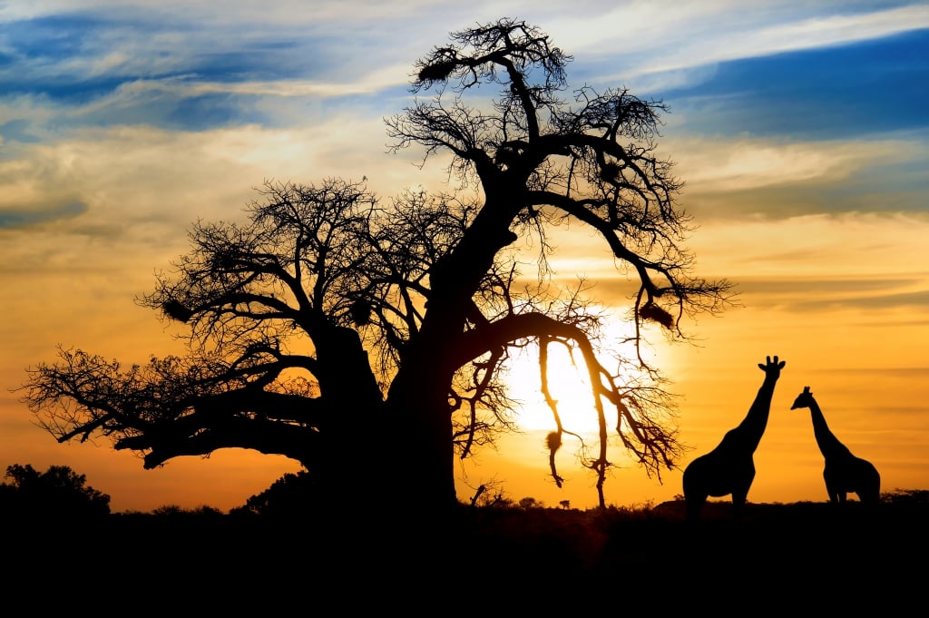 Giraffes bij zonsondergang