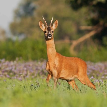 Ree op de veluwe