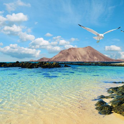 meeuwen strand rotsen lanzarote canarische eilanden