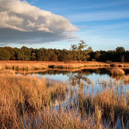 Moeras dwingelderveld, drenthe