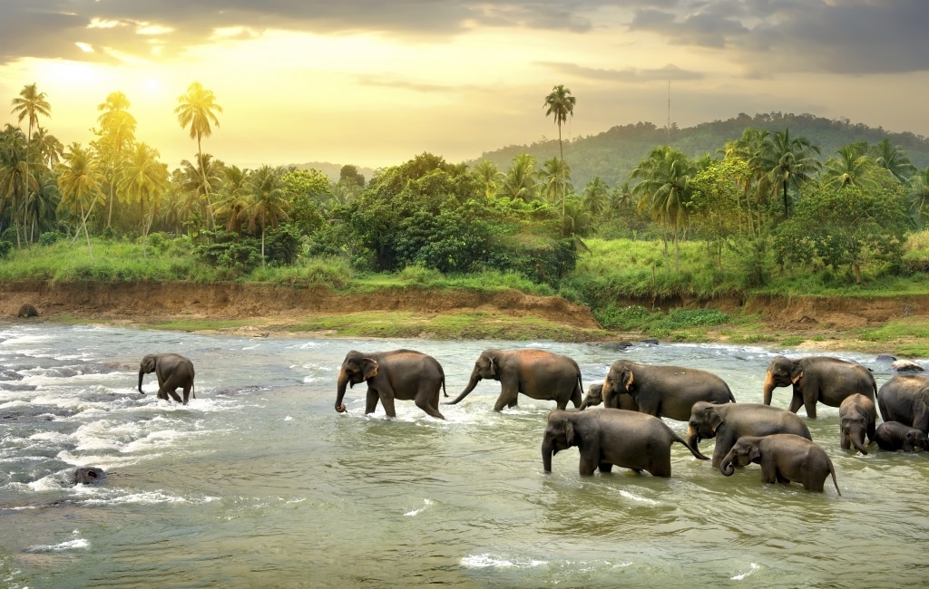 Olifanten in een rivier op Sri Lanka