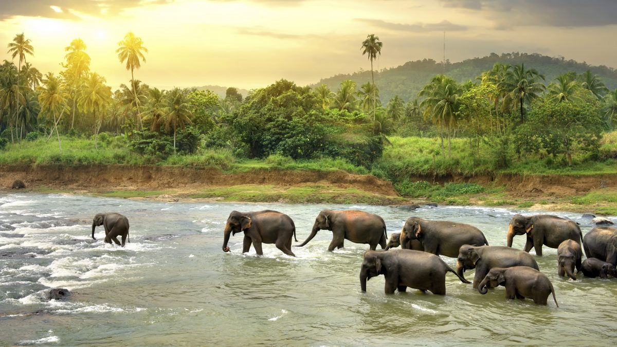 Olifanten in een rivier op Sri Lanka