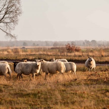 Schaapskudde dwingelderveld, drenthe