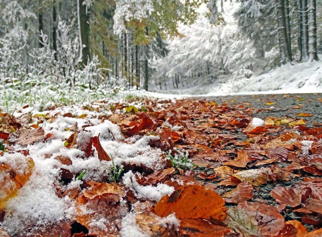 Sneeuw in op herstbladeren in Willingen, Sauerland, Duitsland