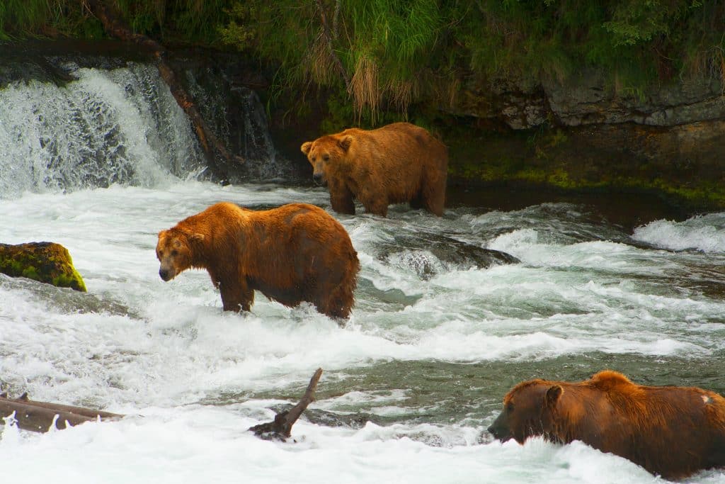 beren aan het vissen op zalm in canada