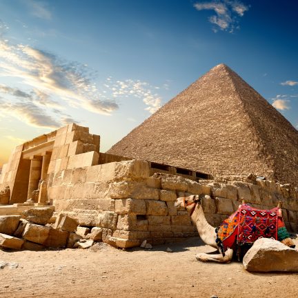 Kameel ligt voor een piramide in Egypte