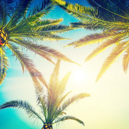 Palmbomen in Florida, Verenigde Staten