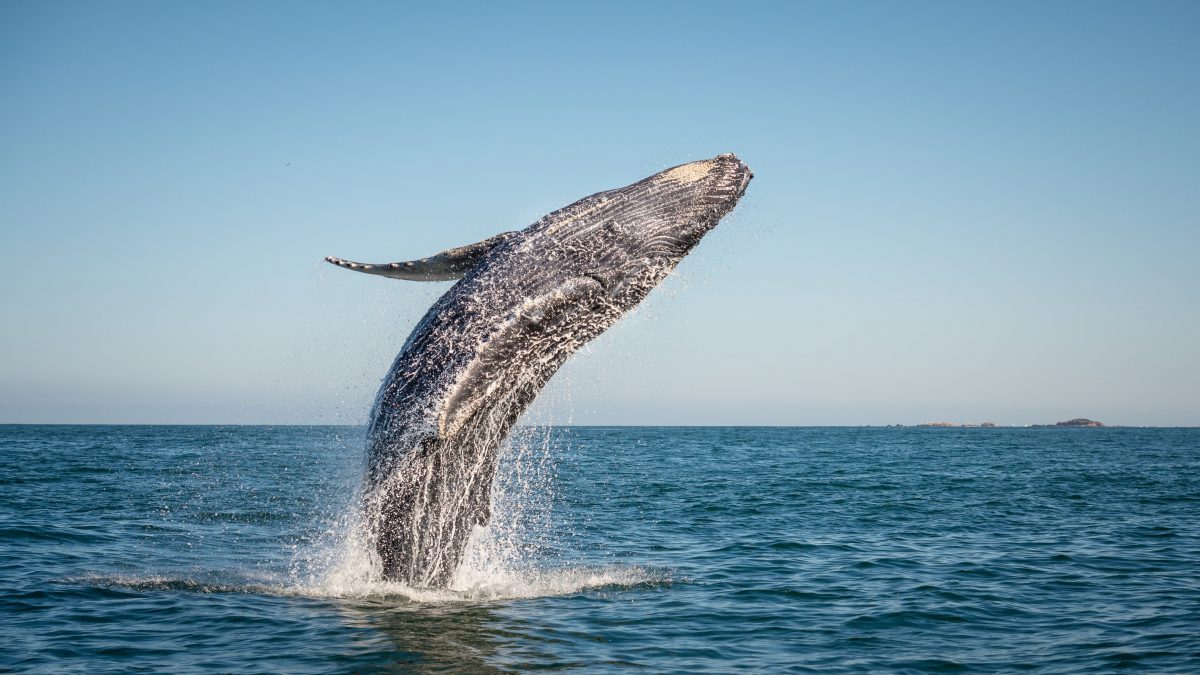 Walvis sprint uit het water