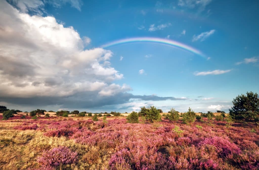 Regenboog over een heideveld in Drenthe