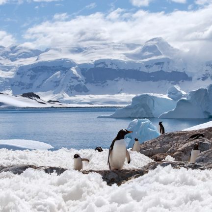Pinguïns op antarctica