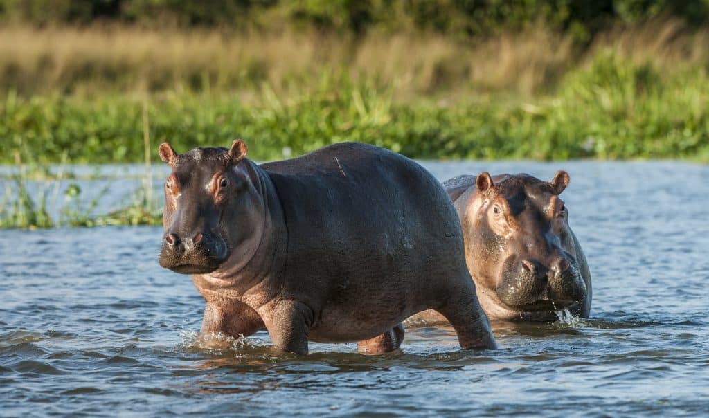 nijlpaarden in het water