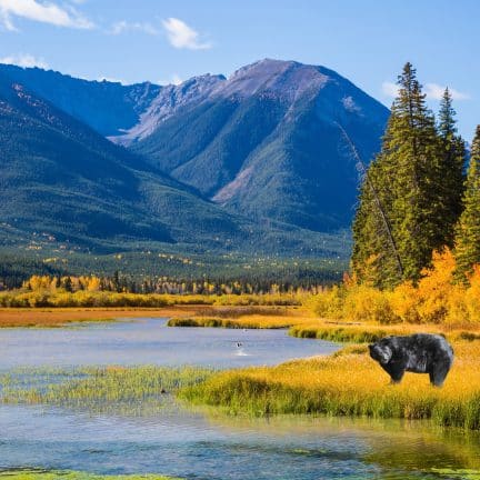 Zwarte beer bij een meer in canada