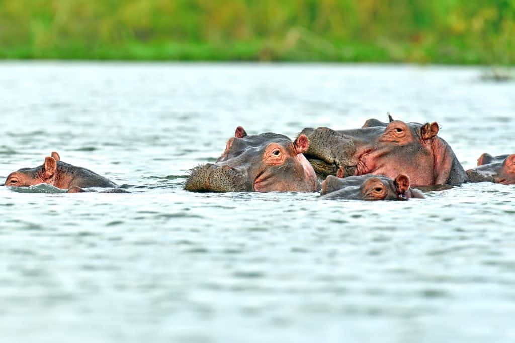 Nijlpaarden in Kenia
