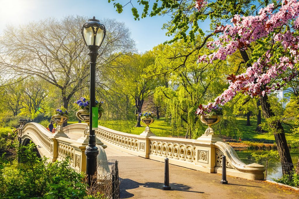 Lente met bloesem in Central Park, New York, Verenigde Staten