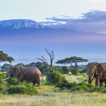 Olifanten bij de kilimanjaro in kenia