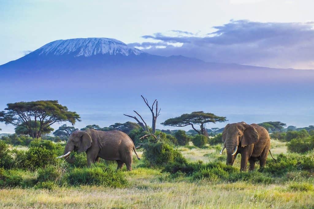 Olifanten bij de Kilimanjaro in Kenia