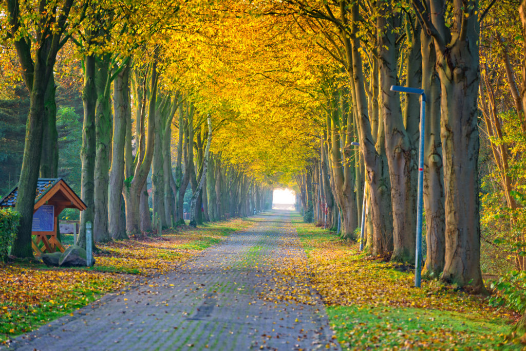 Laan met bomen in de herfst in Friesland