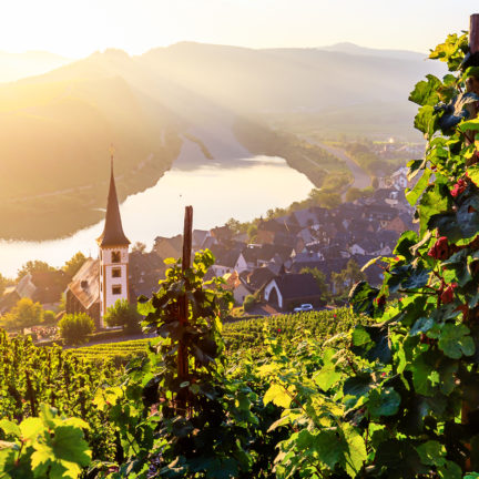 Uitzicht op de Moezel en wijngaard in Rijnland-Palts, Duitsland