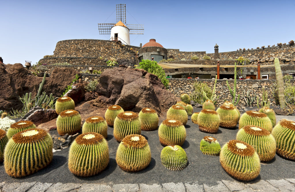 Cactussen en typische windmolen in Jardín de Cactus, Guatiza op Lanzarote