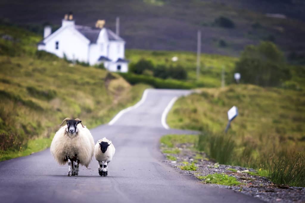Schapen wandelen op een weg in Schotland