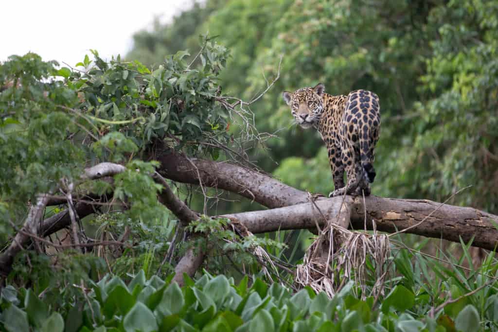 Jaguar op een boom