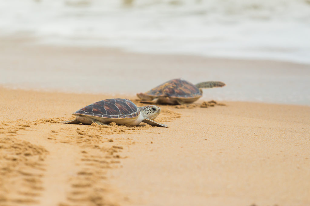 Schildpad op het strand van Galibi in Suriname