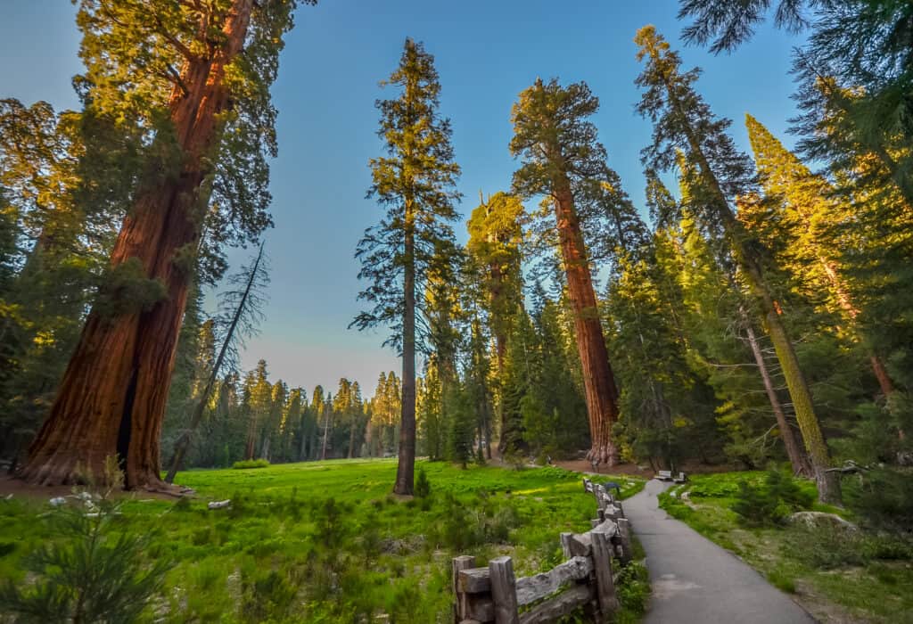 Gigantische bomen in Sequoia National Park