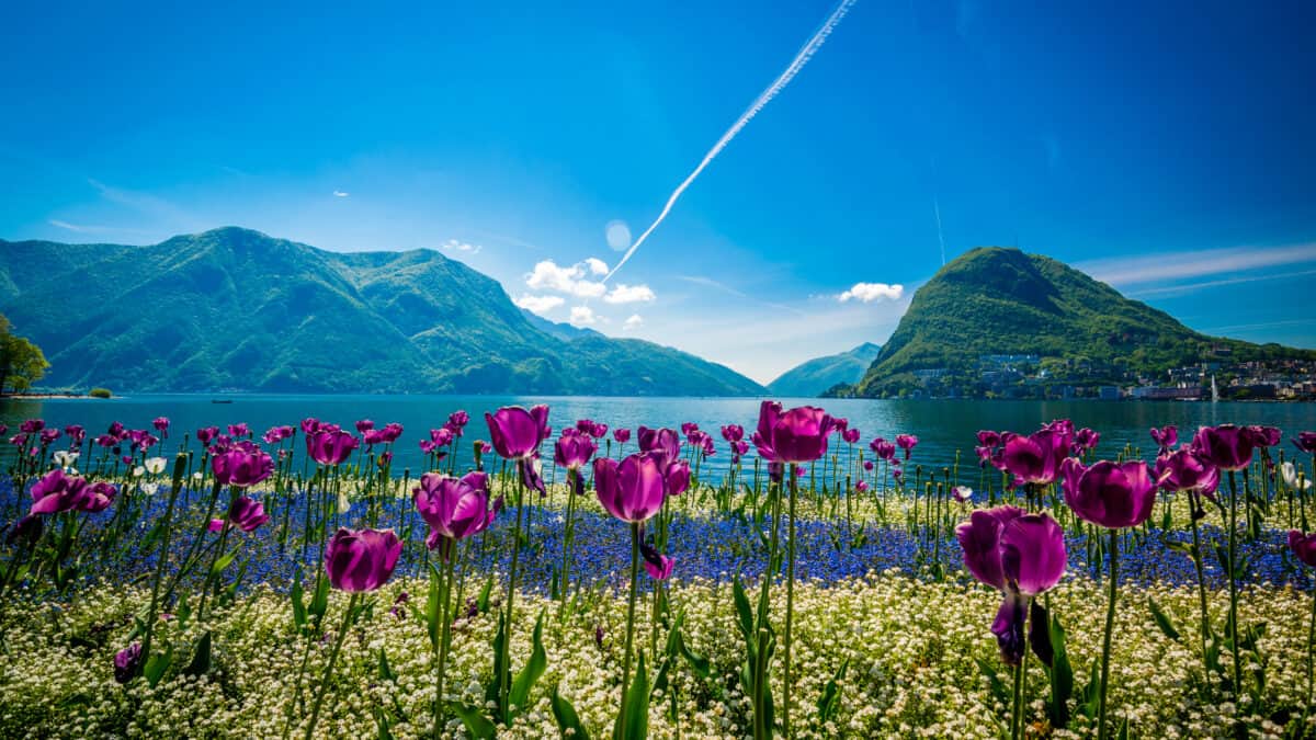 Tulpen bij het meer van Lugano in Zwitserland