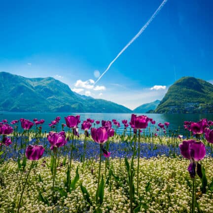 Tulpen bij het meer van Lugano in Zwitserland