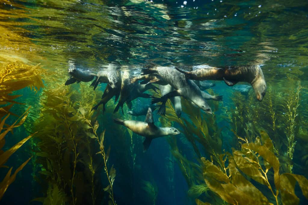 Zeeleeuwen onder water in Channel Islands National Park