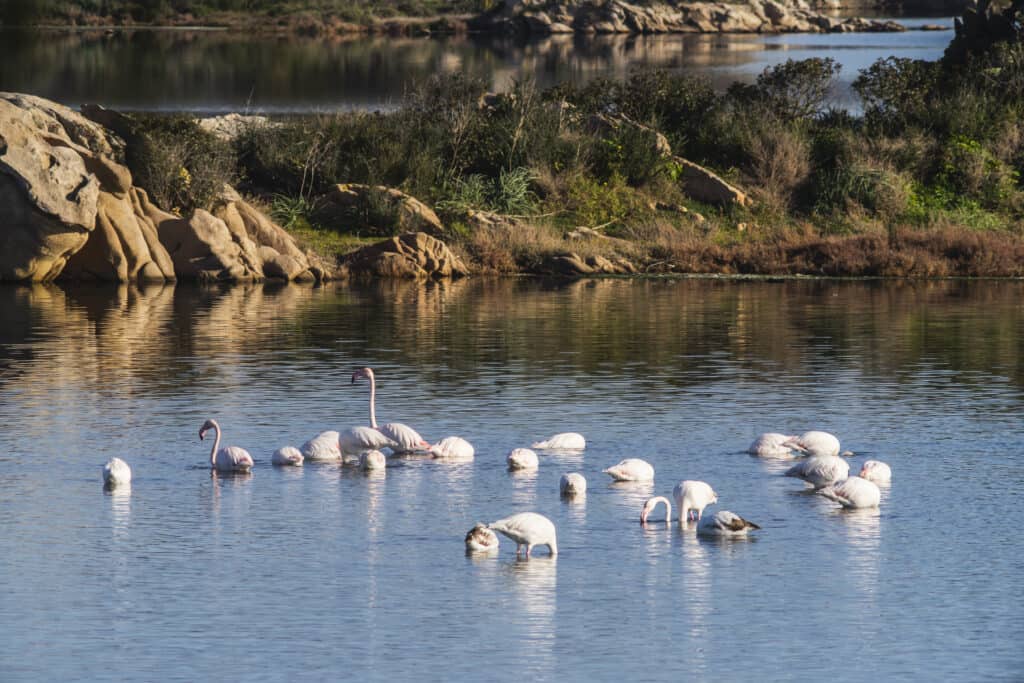 Flamingo's in Stagno di Montargius, Sardinië
