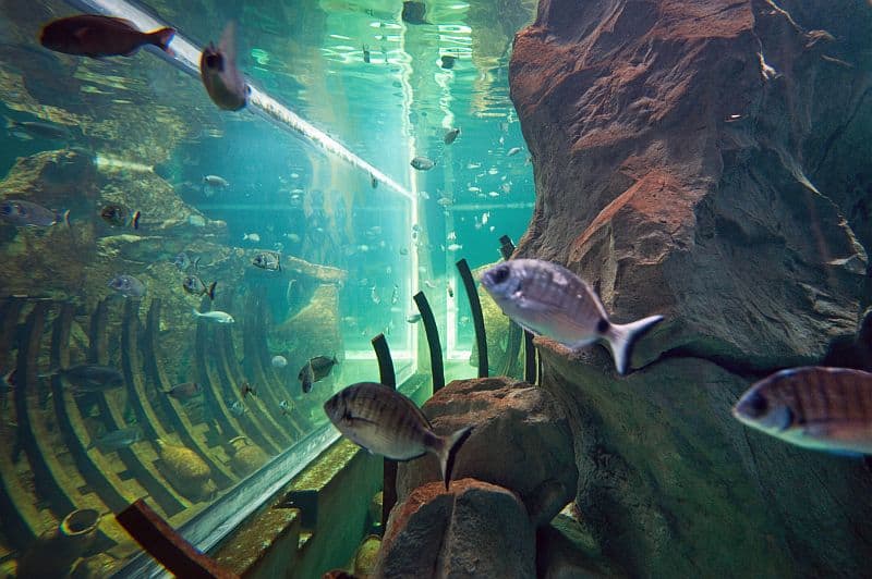 Vissen en een scheepswrak in het water van Aquarium Livorno