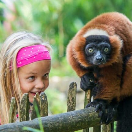 Meisje kijkt naar een aap in de apenheul in apeldoorn, gelderland