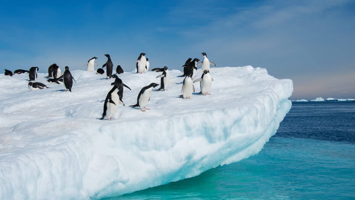 Pinguïns op een ijsschots op Antarctica