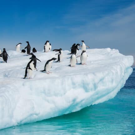 Pinguïns op een ijsschots op antarctica