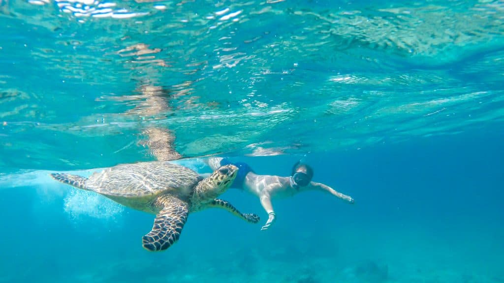 Snorkelen met een schildpad