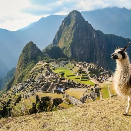 Lama in Macchu Picchu, Peru