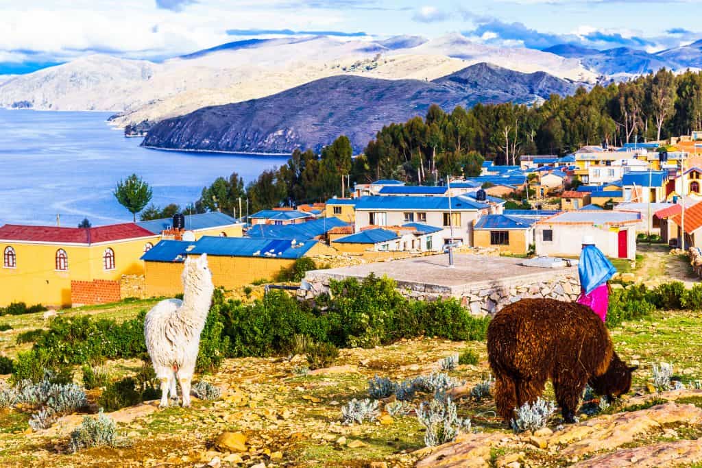 Alpaca's in Bolivia