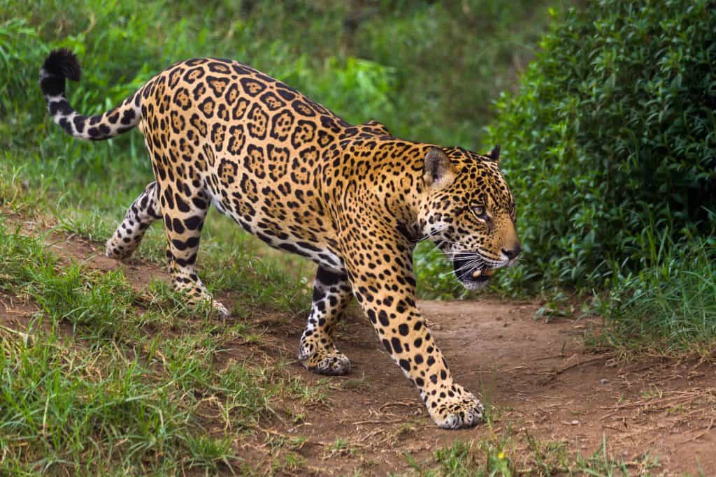 Jaguar in de Amazone