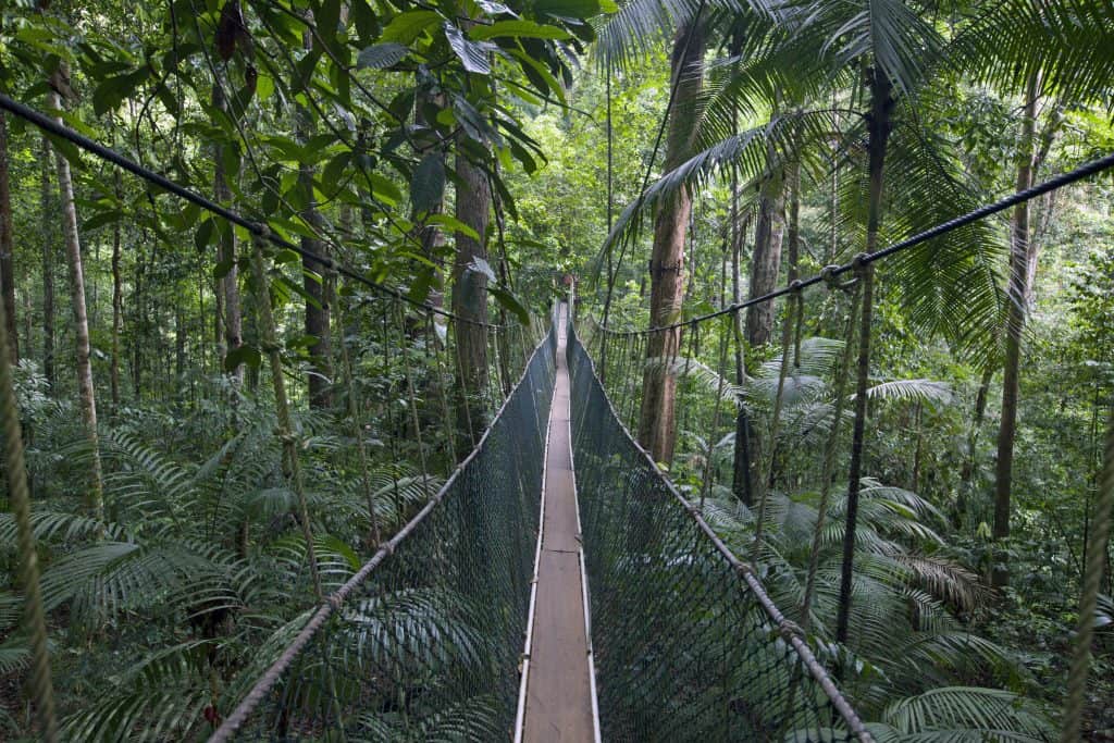 Taman Negara Canopy Walk in Maleisië