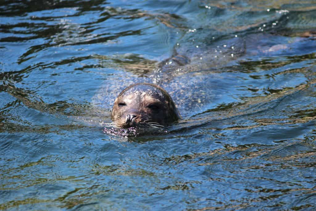 Zeehond zwemt in de Oosterschelde in Zeeland