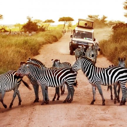 Top 5 mooiste plekken voor een safari in Afrika