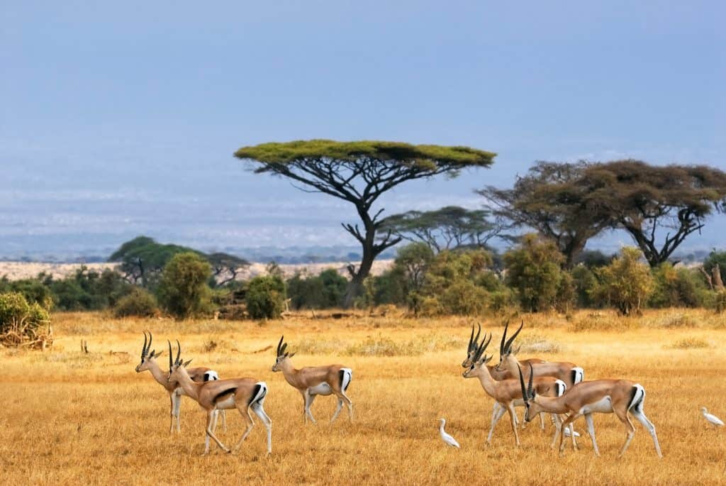 Gazellen op de savanne van Amboseli