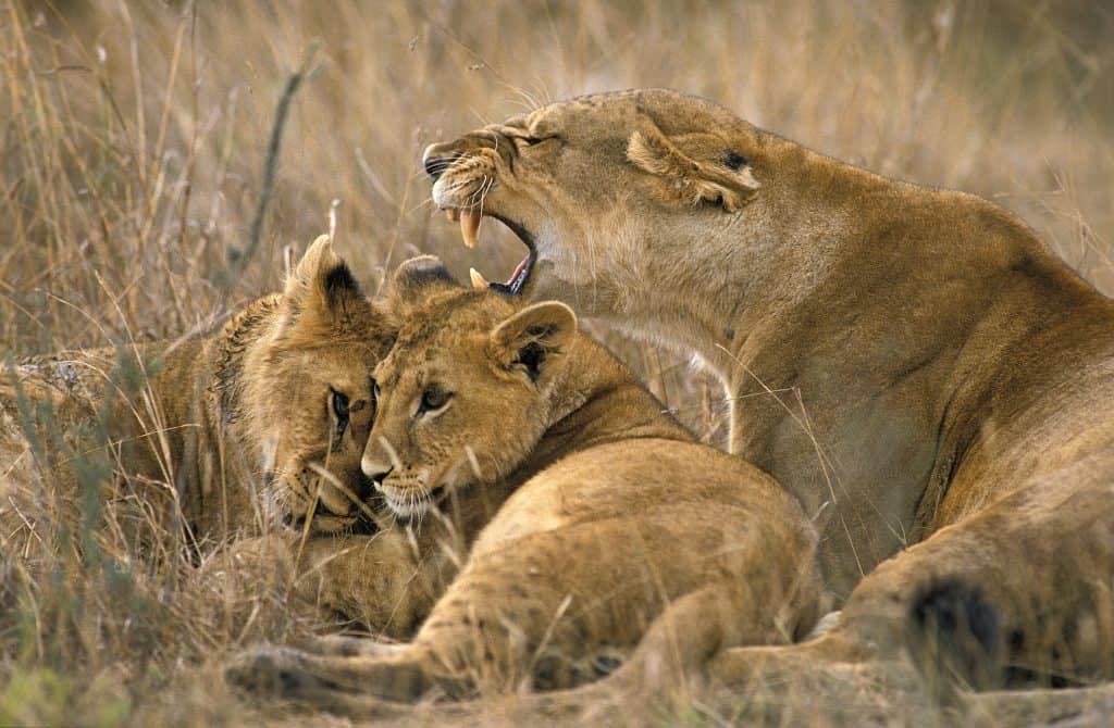 leeuw met kleintjes in Masai Mara National Park