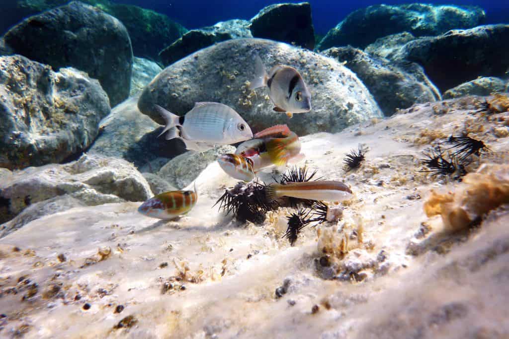 Vissen onder water op de Canarische Eilanden