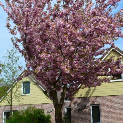 Roompot bungalowpark de riethorst