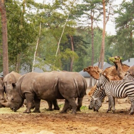 Roompot safari resort beekse bergen